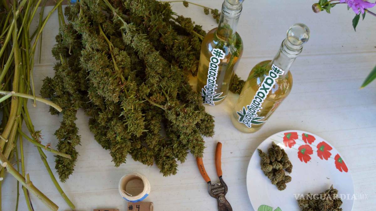 Hay potencial para ser líderes mundiales de cannabis: experto