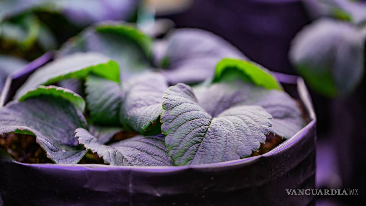 Leo Lobato Kelly: Legado por un futuro sin hambre