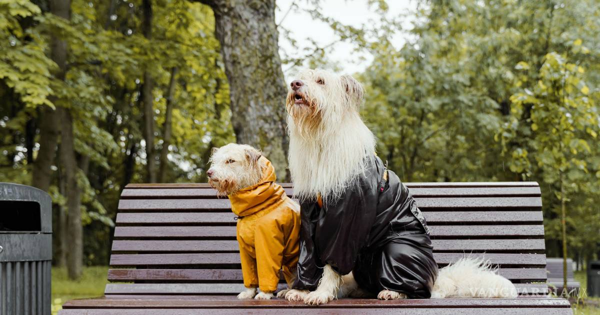 ¡Aguas con la lluvia! Protege a tus mascotas de enfermedades de temporada