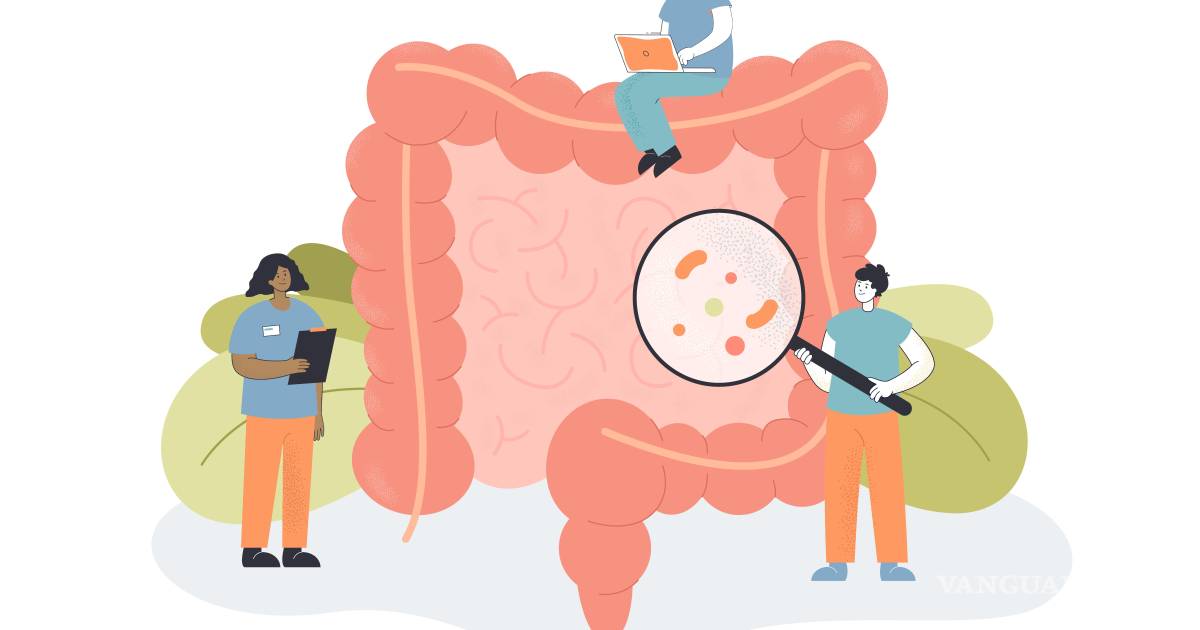 El intestino: El órgano que podría estar influyendo en mucho más de lo que imagina