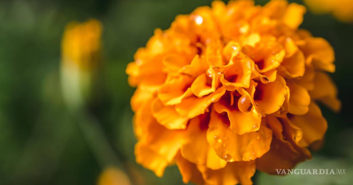 Cómo cultivar cempasúchil desde casa antes del Día de Muertos