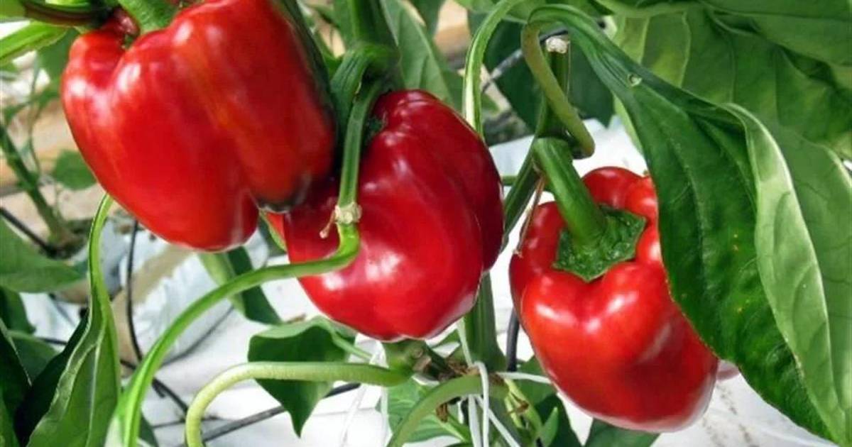 Tras 16 años de trámites, el chile morrón mexicano conquista Japón