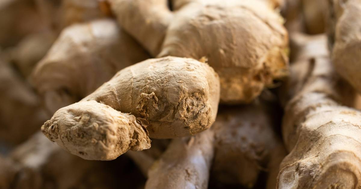 Jengibre: el potente antiinflamatorio natural que podría transformar tu bienestar diario