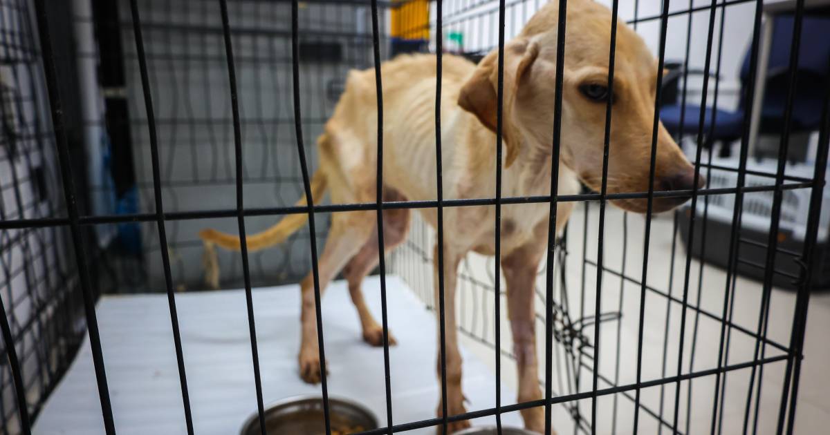 Mariana Rodríguez afirma que Santa Catarina ha sacrificado a más de mil 700 animales