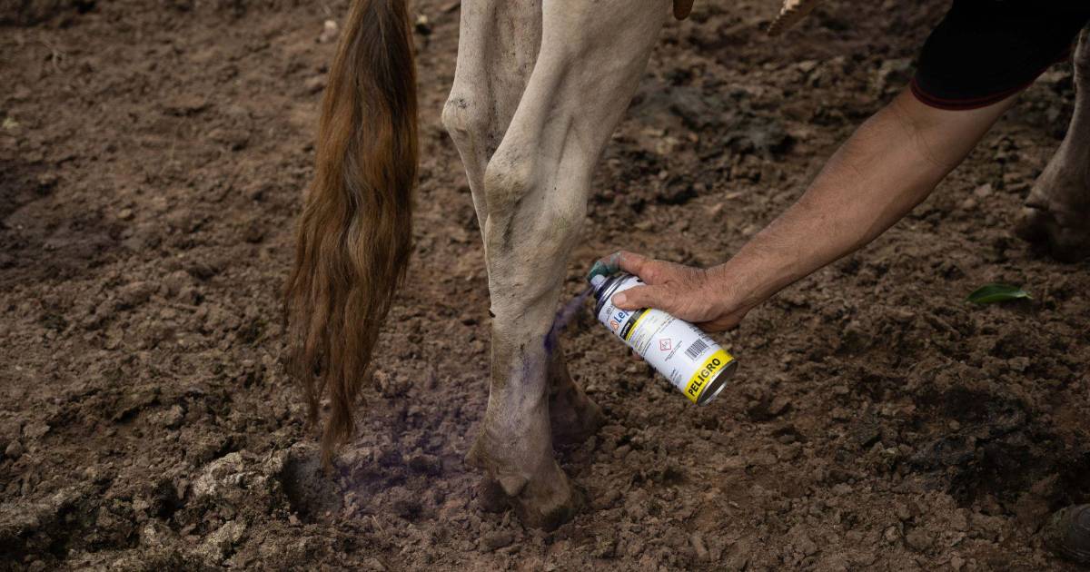 Gusano barrenador: la plaga sigue avanzando hacia el norte