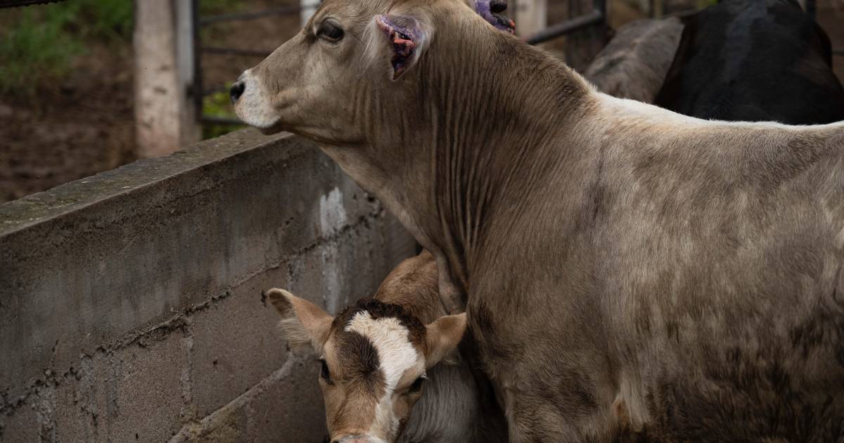 Dice Sader que no era obligación de México detener propagación de gusano barrenador