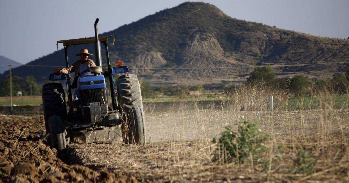 Treinta años después, frijoleros vuelven a apostar por el Estado