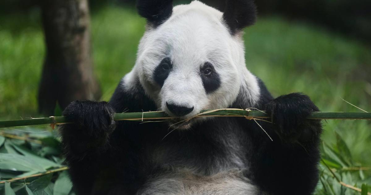 “Si se va ella, yo también”. Así es el amor de un cuidador mexicano por la última panda de Latinoamérica