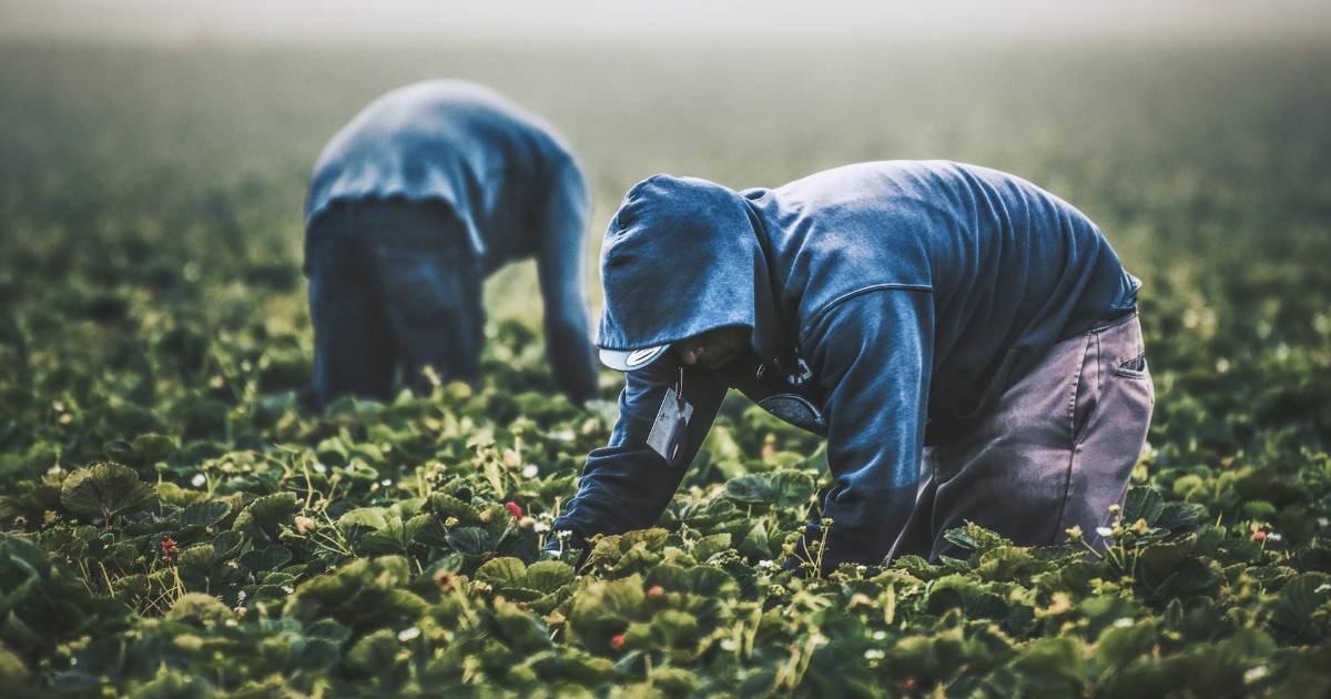 ‘El Pillo’: Historia de un bracero