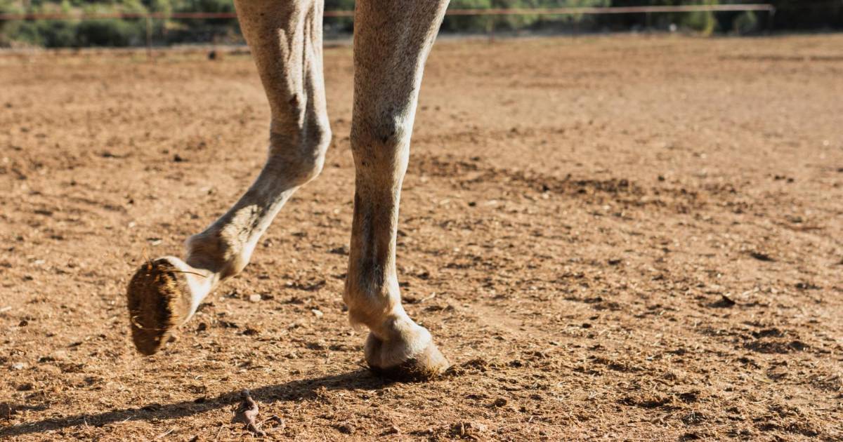 La marcha de las órdenes