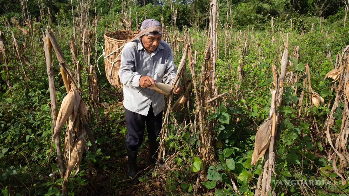 $!El granjero Pedro Poot cosecha maíz cultivado en Xoy, Yucatán. Poot es uno de varios agricultores que proporciona el maíz tradicional a la destilería Gran Maizal.