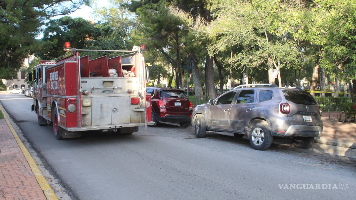 Se desploma árbol con enjambre de abejas, en Saltillo
