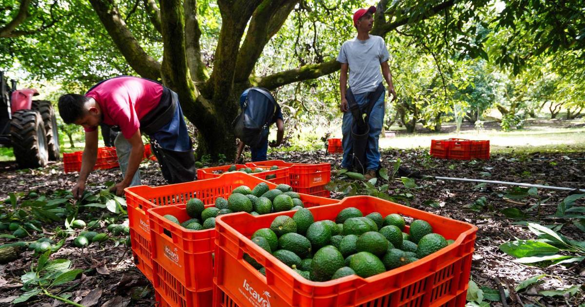 El precio del aguacate sigue subiendo. La culpa es de la narcoinflación