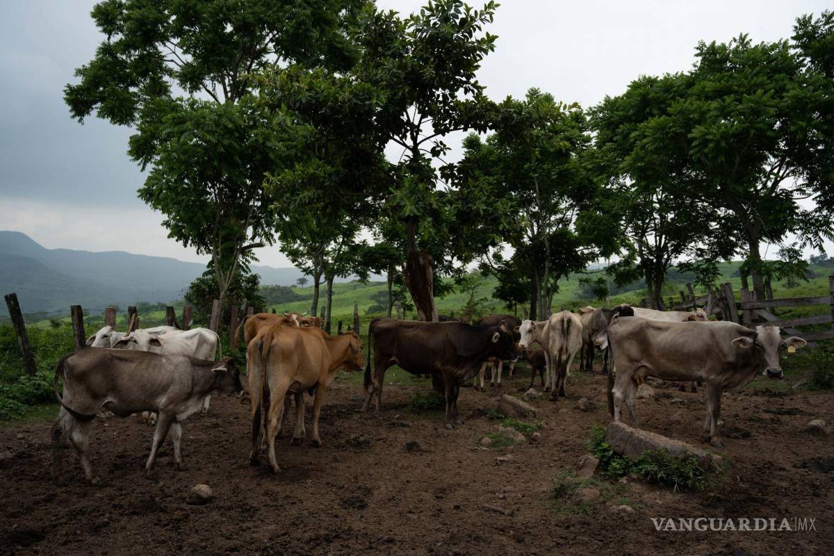 Tamaulipas realiza acciones contra gusano barrenador; equiparán brigadas comunitarias contra la plaga