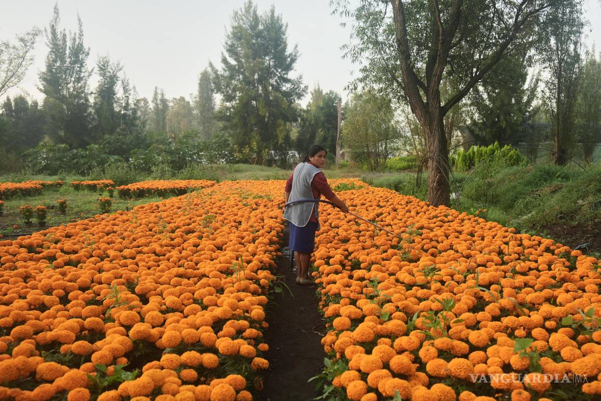 La flor de cempasúchil cubre México en Día de Muertos, pero el cambio climático la pone en riesgo