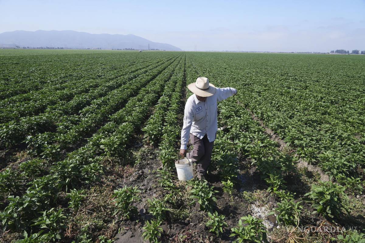 $!Los inmigrantes constituyen casi el 20% de la fuerza laboral de Estados Unidos y estos datos revelan que el 45% de los trabajadores en los sectores de la agricultura.