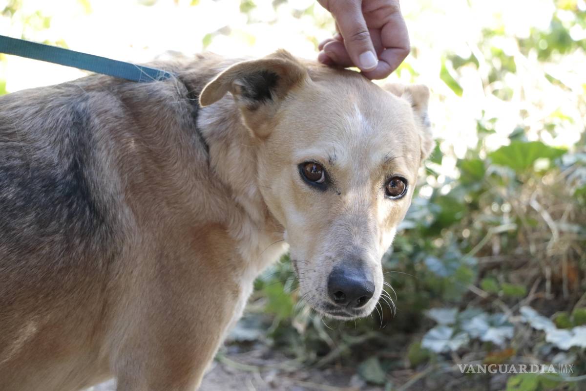 Bella, asociaciones de rescate y el Centro de Bienestar Animal