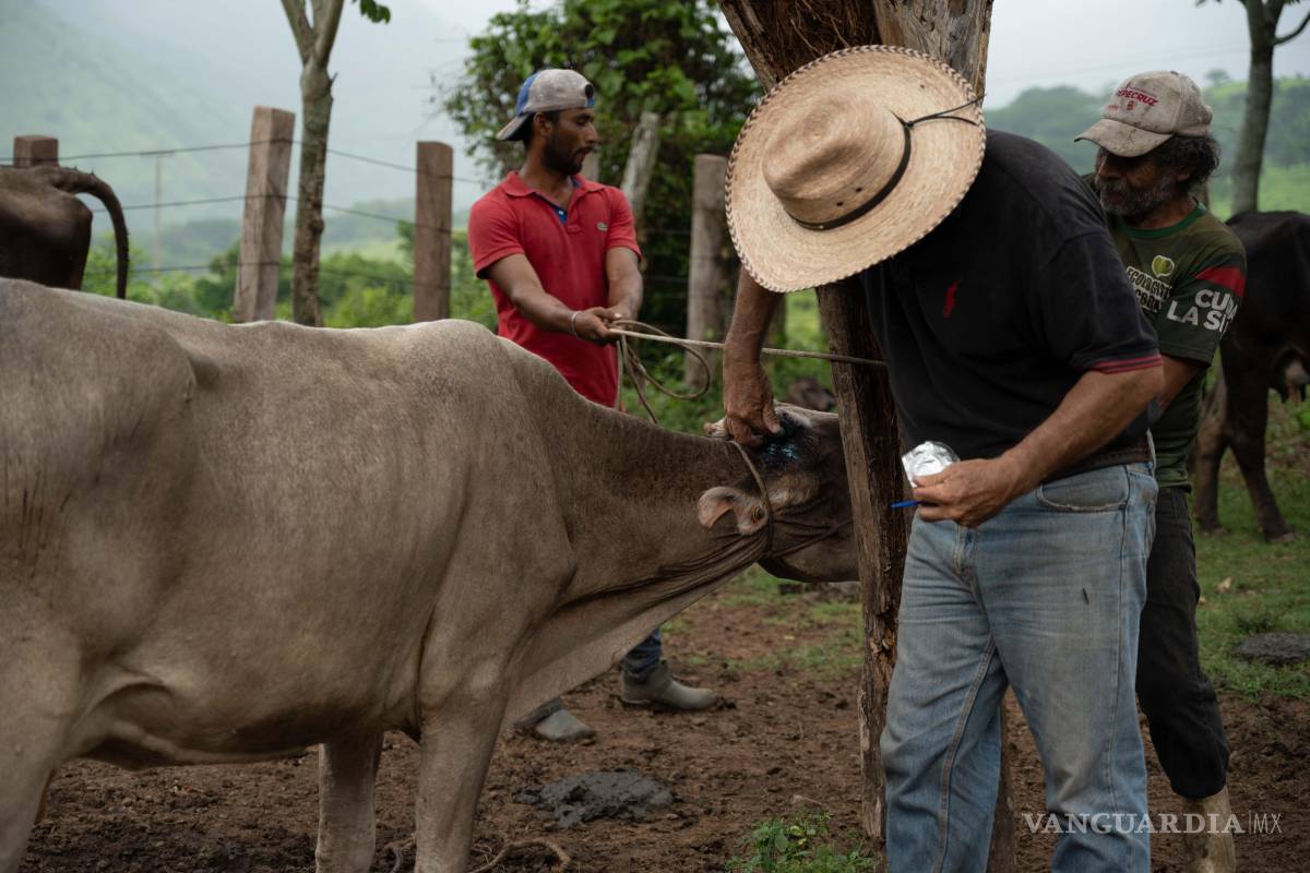 Se dio atención inmediata a caso de gusano barrenador en NL: Sader