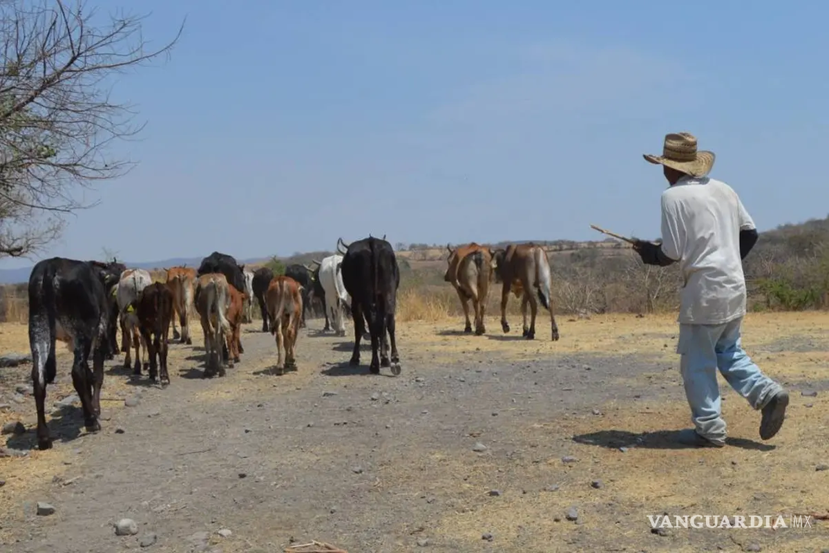 Advierten ejidatarios de Múzquiz con organizar autodefensas ante alza de abigeato