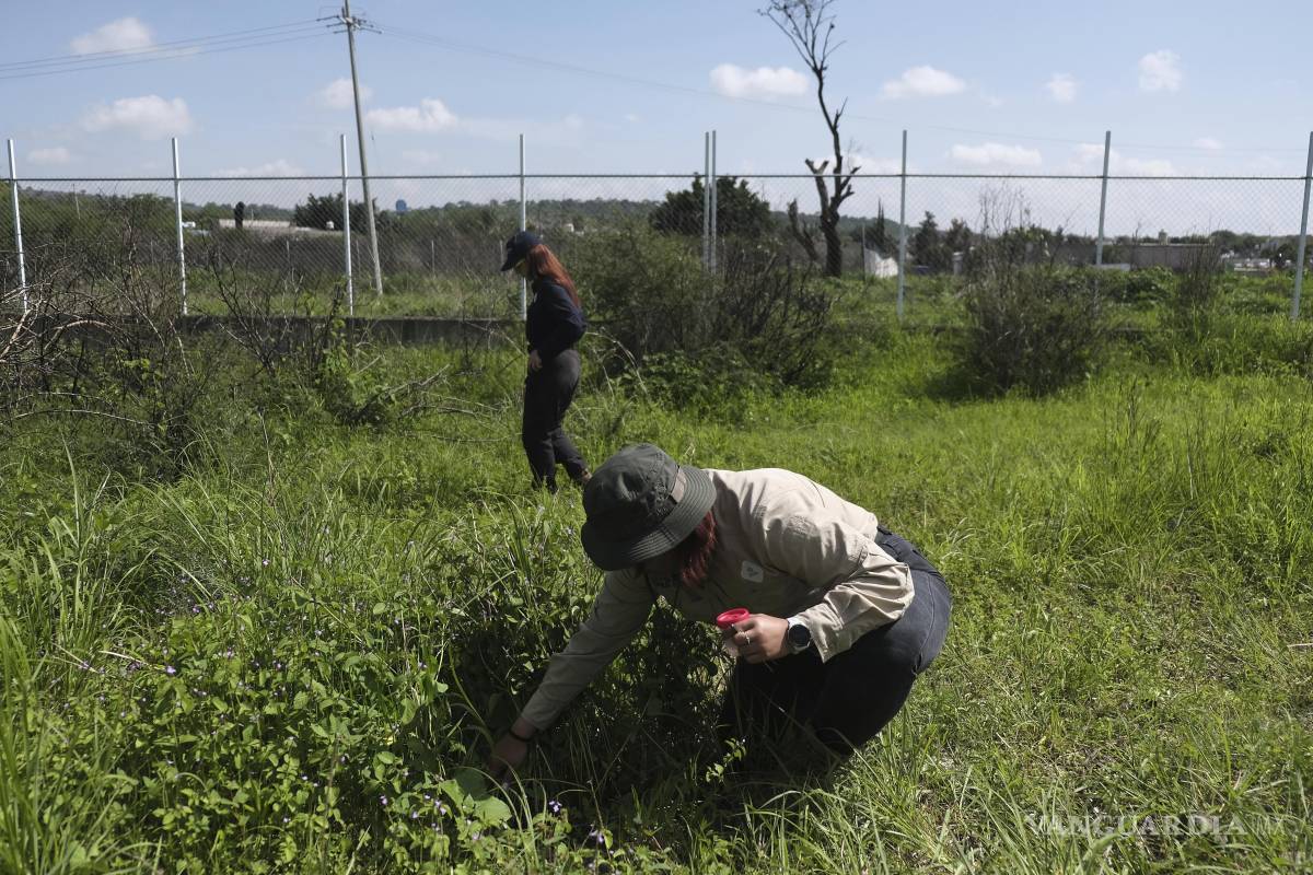 Con ciencia, tecnología y cerdos, así buscan en México a los desaparecidos