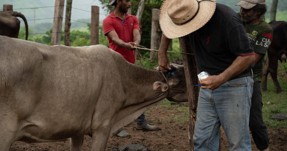 Se dio atención inmediata a caso de gusano barrenador en NL: Sader