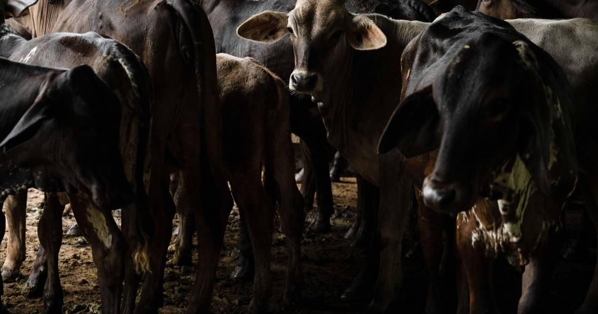Ante caso de gusano barrenador en NL, urgen a instalar planta de moscas estériles