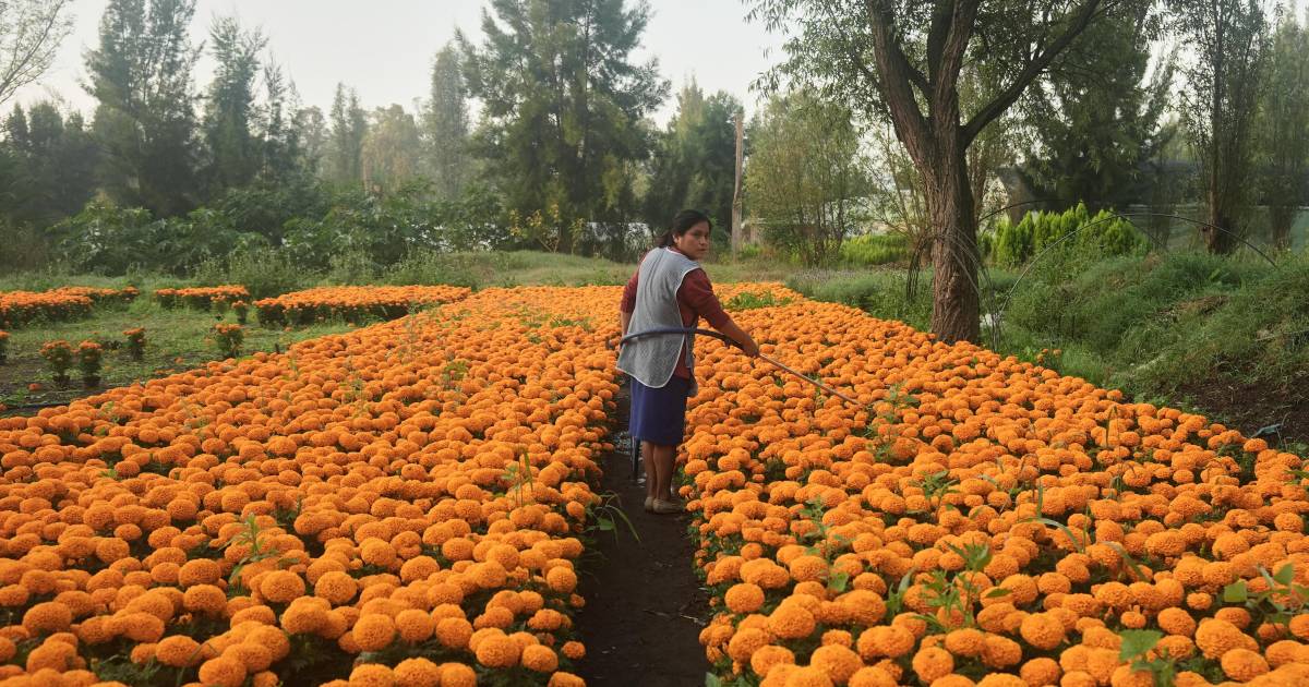 La flor de cempasúchil cubre México en Día de Muertos, pero el cambio climático la pone en riesgo