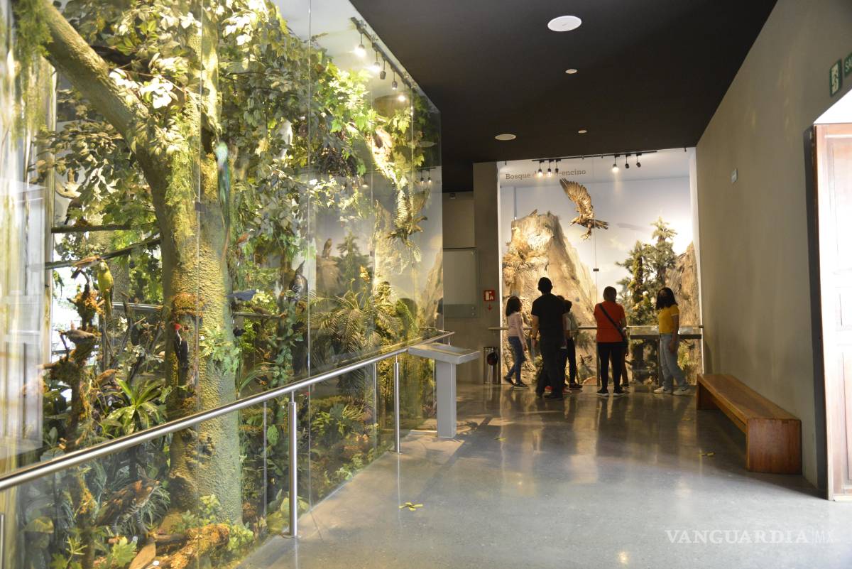 $!El Musave mantiene actividades de educación ambiental y talleres educativos en comunidades y escuelas.