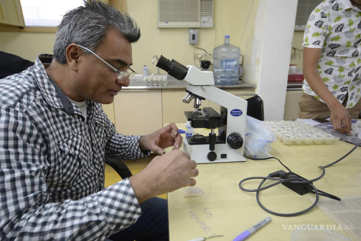 $!Docente de la UAAAN de Coahuila descubre microavispa ‘plaguicida’