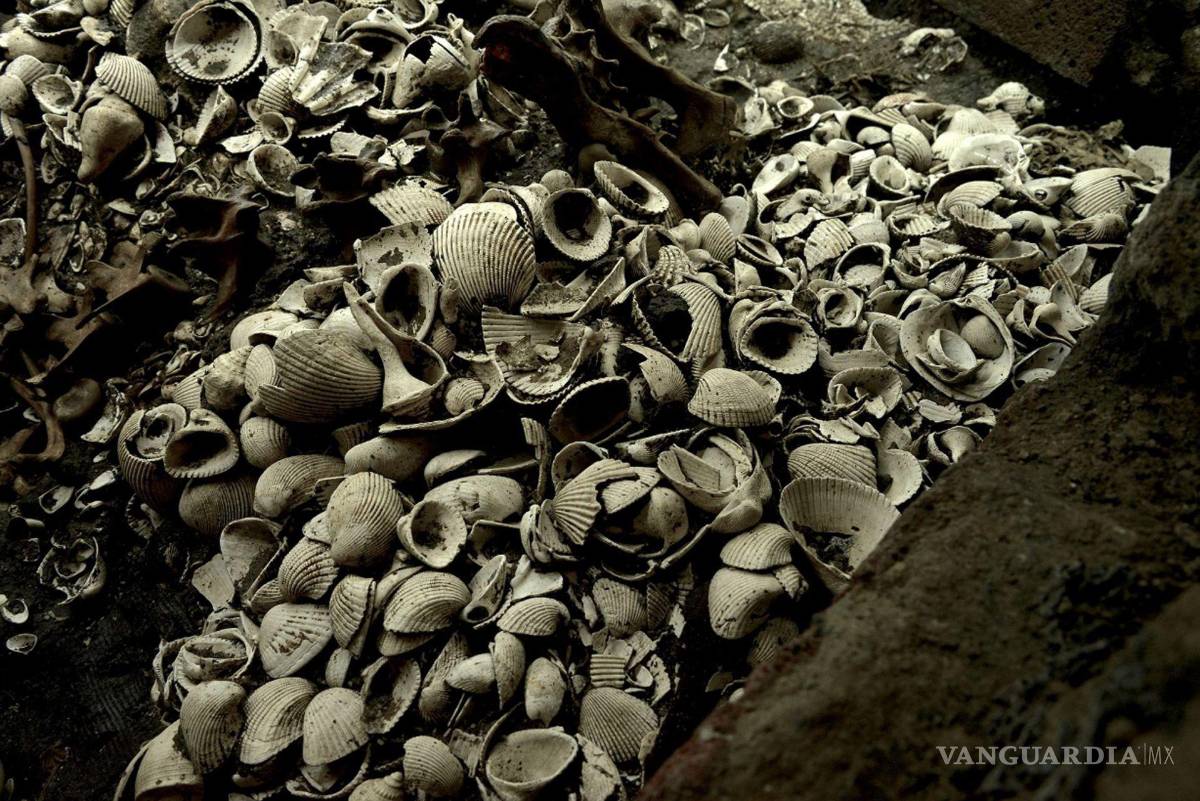 $!Arqueólogos hallan el más grande depósito de estrellas de mar descubierto, hasta ahora, en el Templo Mayor.Cuartoscuro/INAH