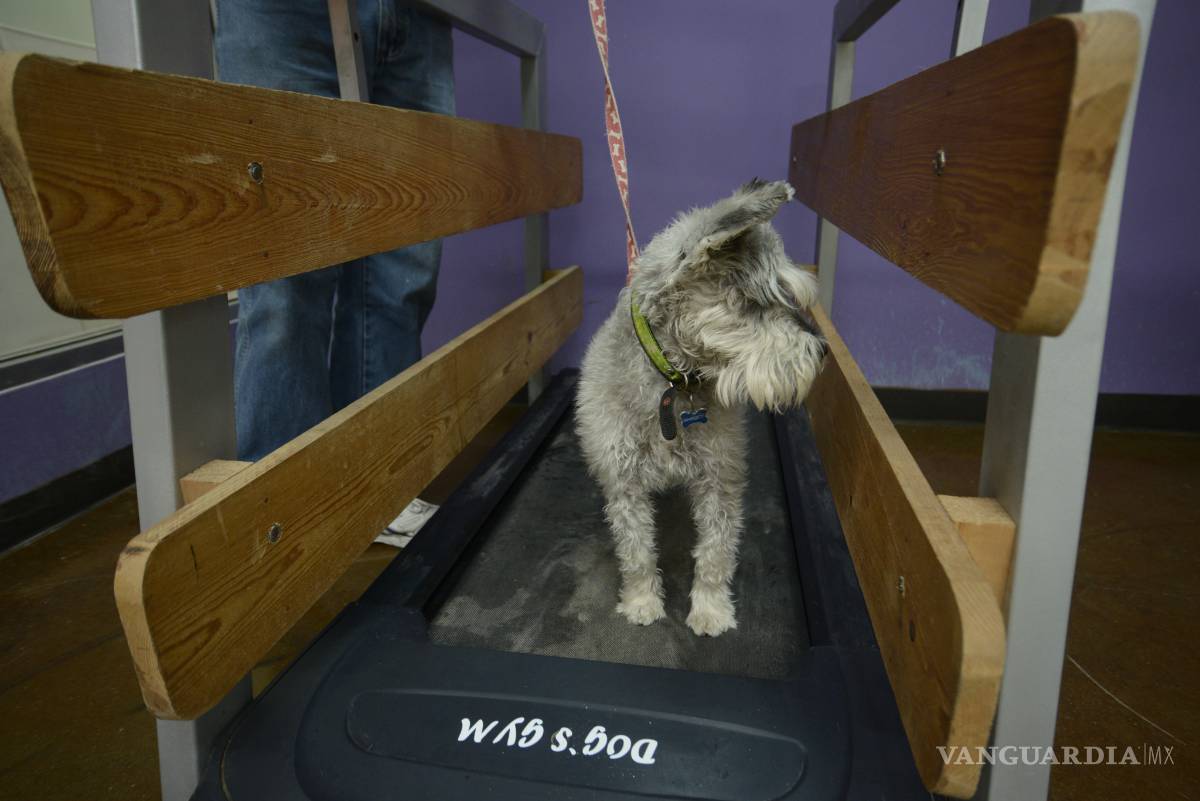 $!Saturado hotel para mascotas en Saltillo