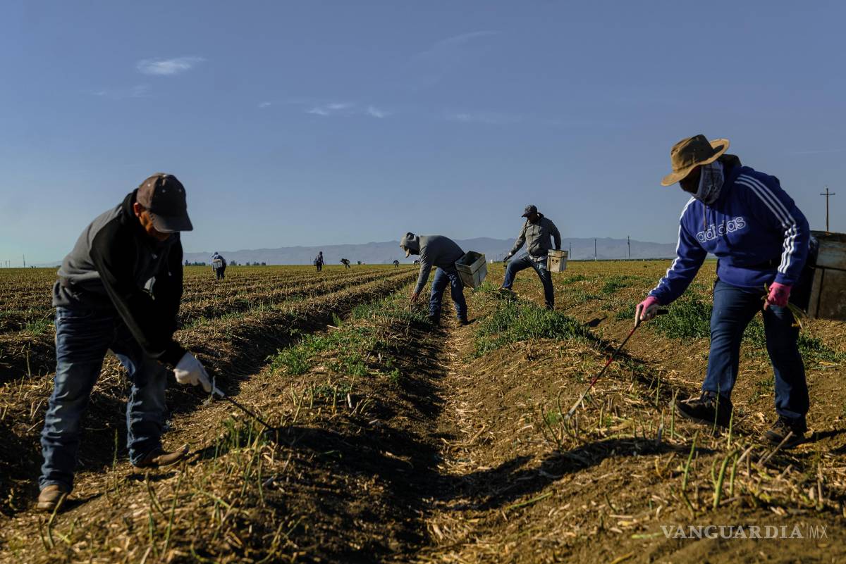 $!Los trabajadores recogen espárragos, un cultivo que requiere mucha mano de obra y que ha sido difícil de mecanizar, en una granja en Firebaugh, California.