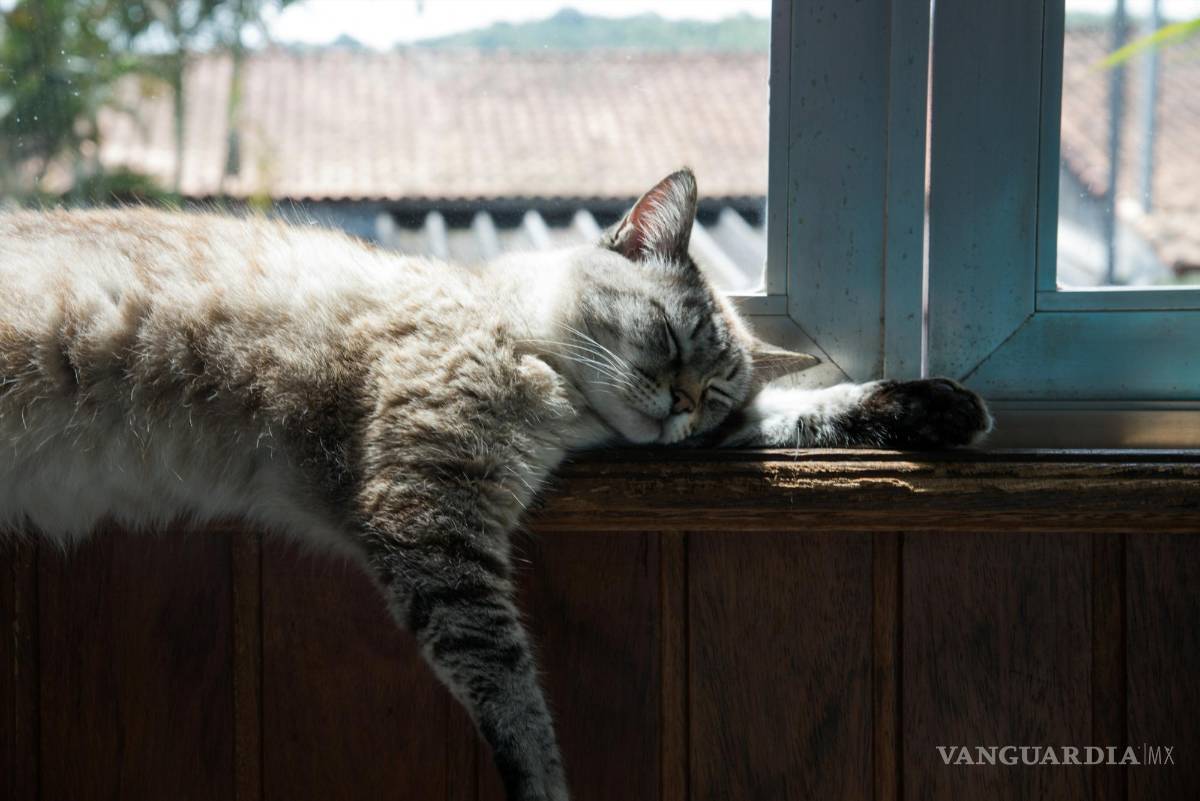 $!El 29 de octubre, día que fue propuesto por Collen Paige para generar conciencia sobre el abandono de gatos en las calles.