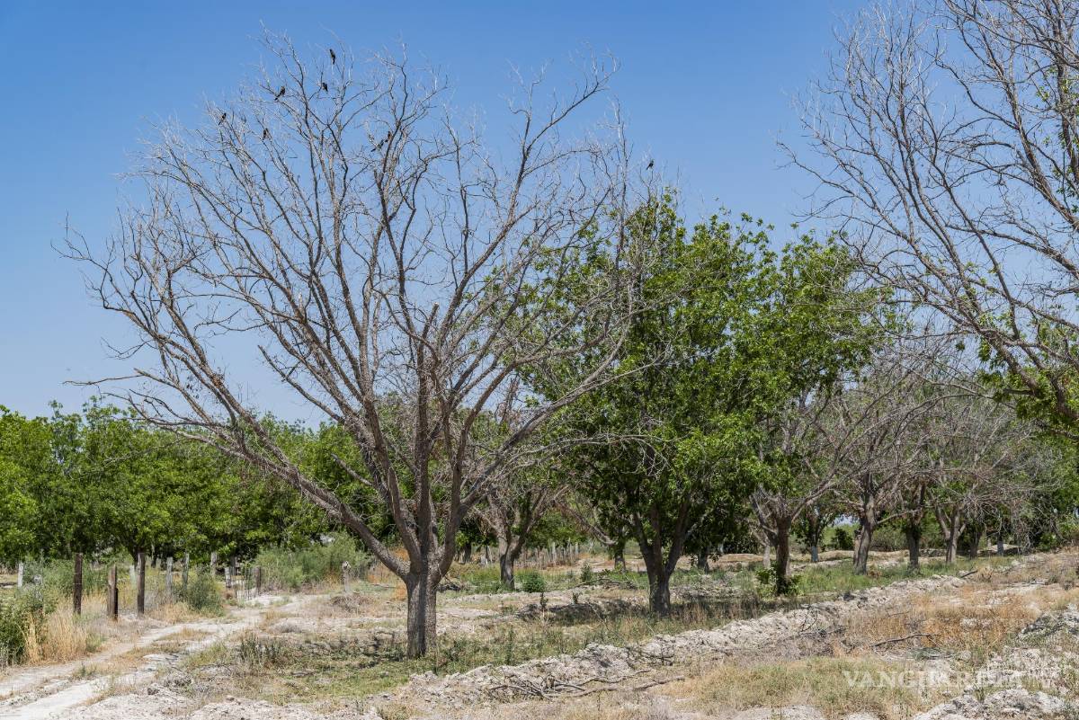 $!Impacto de la escasez. Algunos árboles de nogal, en los que nacen las nueces, ya se aprecian secos y con plaga.