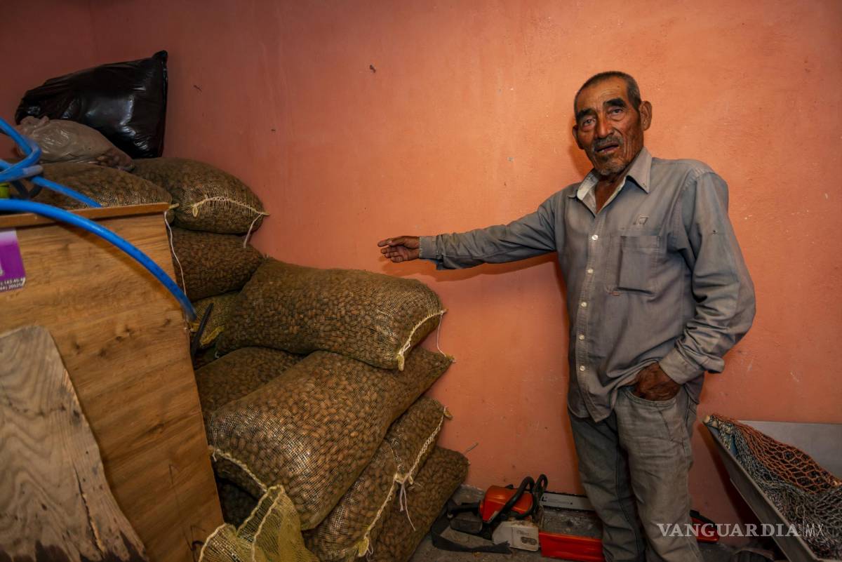 $!Don Tomás Pachicano Hernández muestra un fardo, lleno hasta el copete, con su última cosecha de nuez.