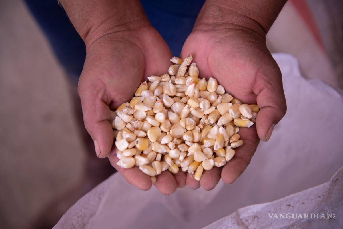 $!El maíz amarillo se mantiene como el grano más importado por el País, alcanzando un volumen de 23.8 millones de toneladas para uso industrial y pecuario.