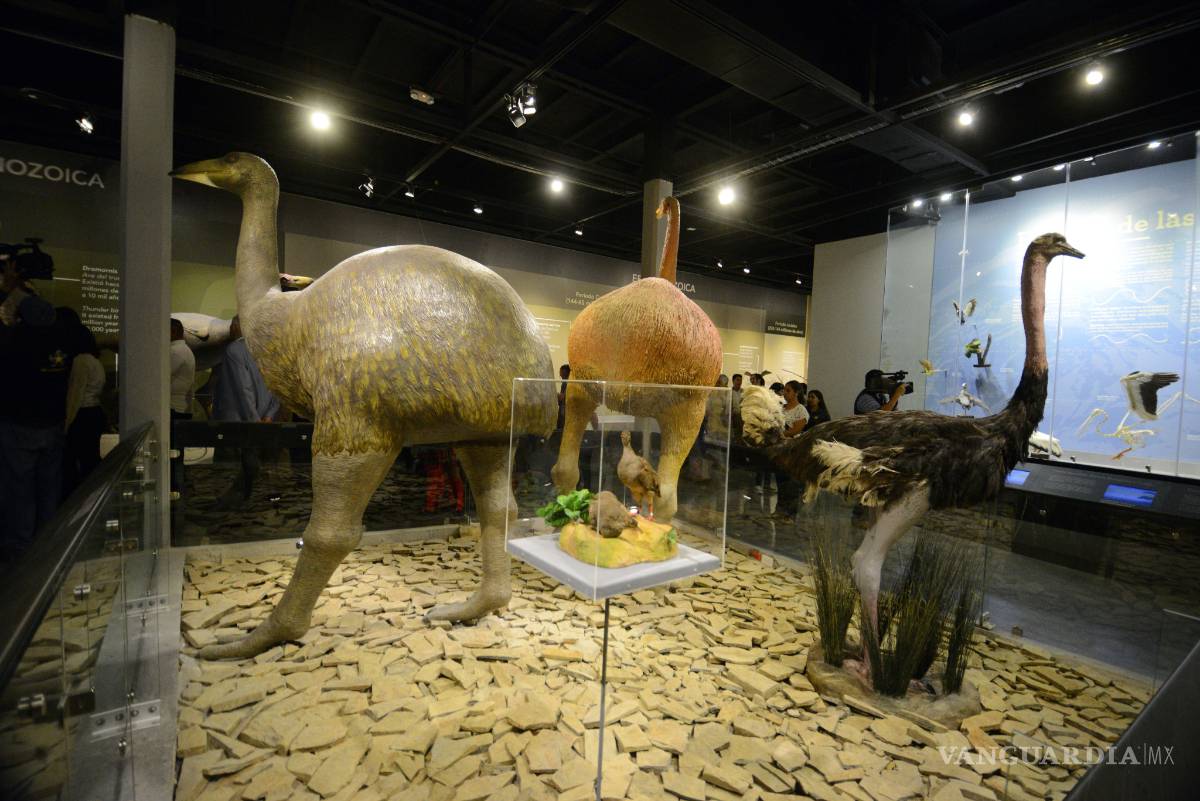 $!Atrapan al turismo Musave y Museo del Desierto