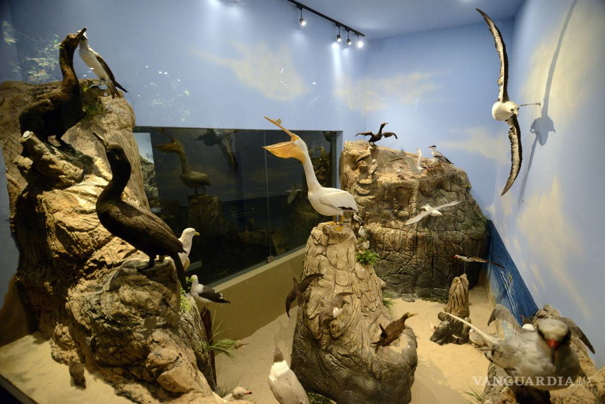 $!Atrapan al turismo Musave y Museo del Desierto