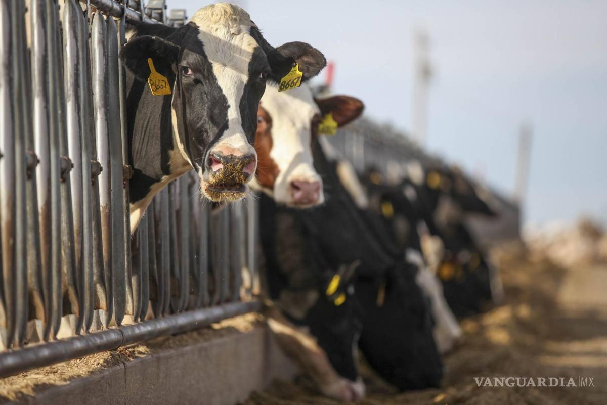 $!Las vacas representan el 83% de la producción de leche mundial.