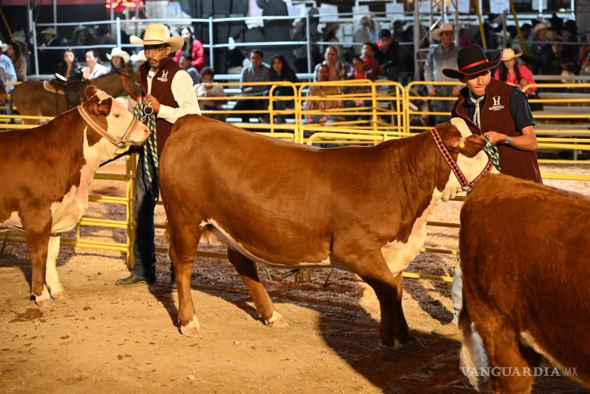 $!Ejemplares de la raza Hereford desfilan en la pista durante el juzgamiento, mostrando la calidad genética de los criadores de la región.