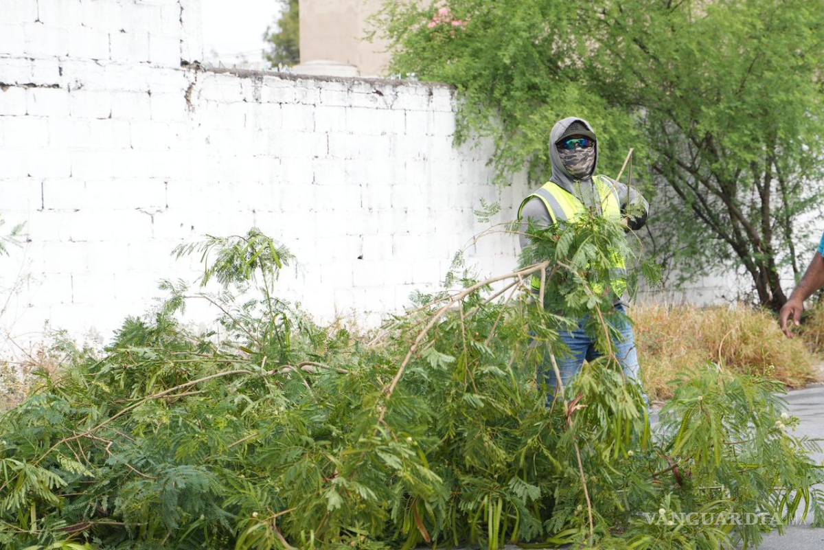 $!Debido a la fuerza del viento, varios árboles fueron derribados.
