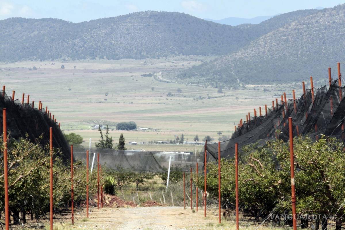 $!Manzaneros de Arteaga preocupados por las heladas tardías que podrían reducir aún más la producción.