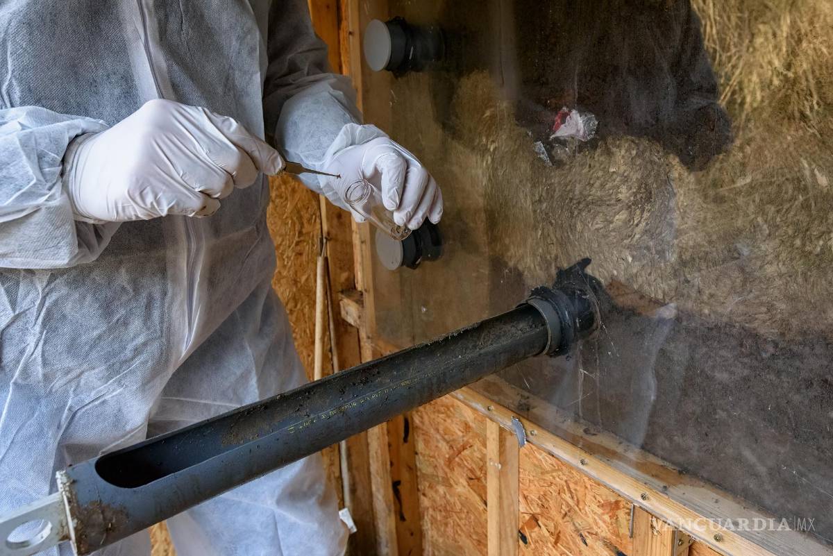 $!Tumba de observación con una oveja enterrada dentro.