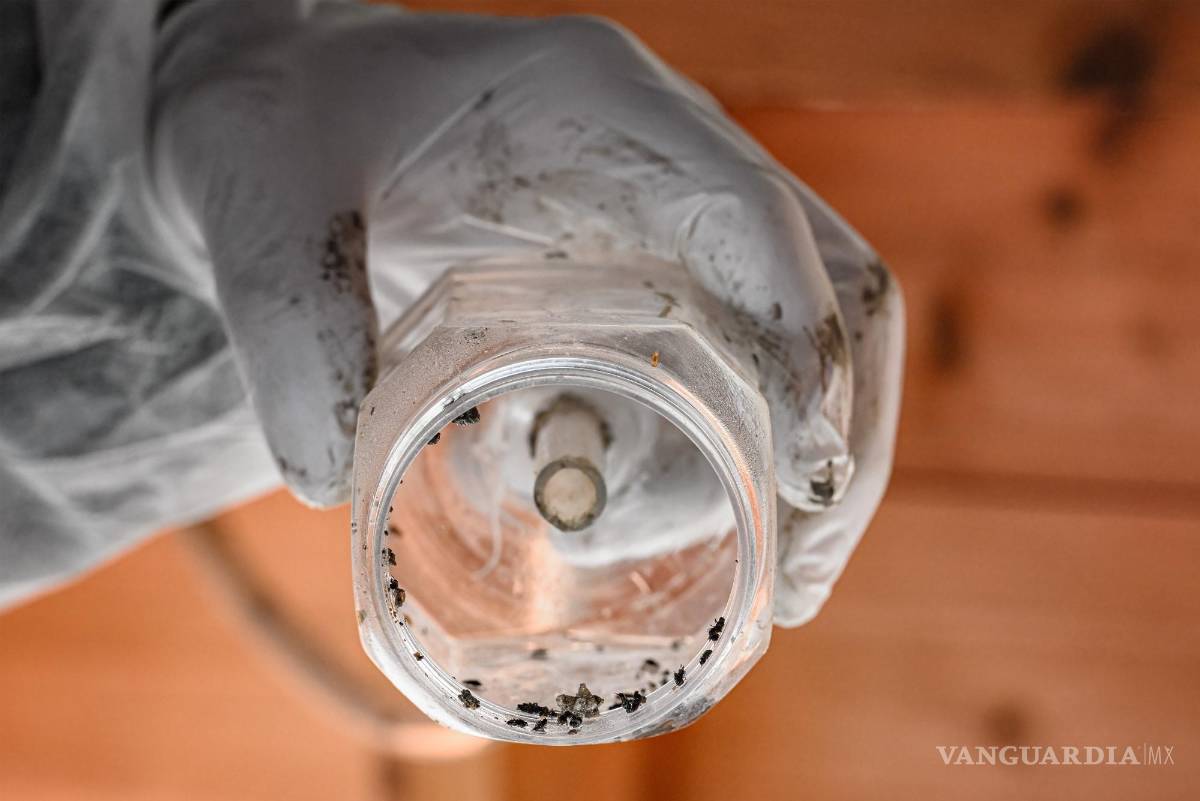 $!Muestras con diferentes especies de insectos.