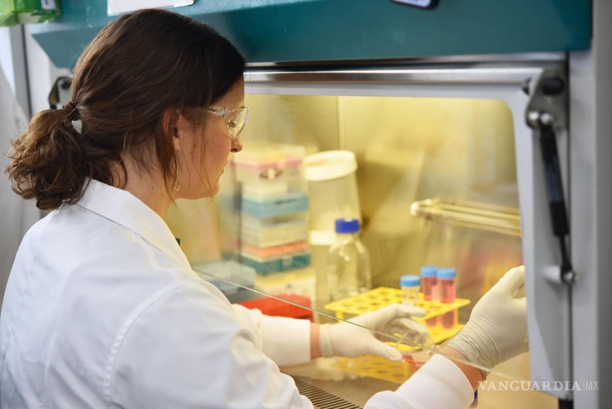 $!La doctora Meredith Redd durante las investigaciones. EFE/The University of Queensland/Victor Chang Cardiac Research Institute