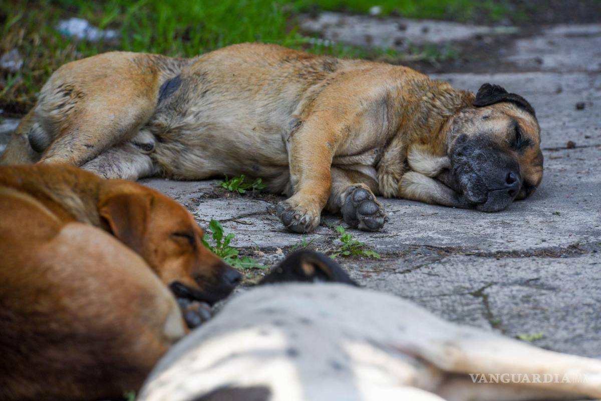 $!La preocupación por la seguridad de los animales de compañía creció en la colonia Condesa.