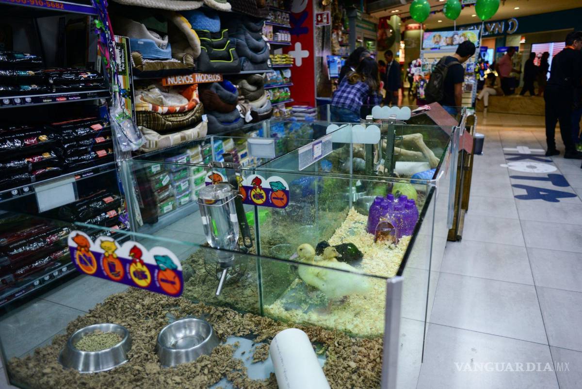 $!En Nuevo León, como en Aguascalientes, existen legislaciones para la prohibición de venta de mascostas.