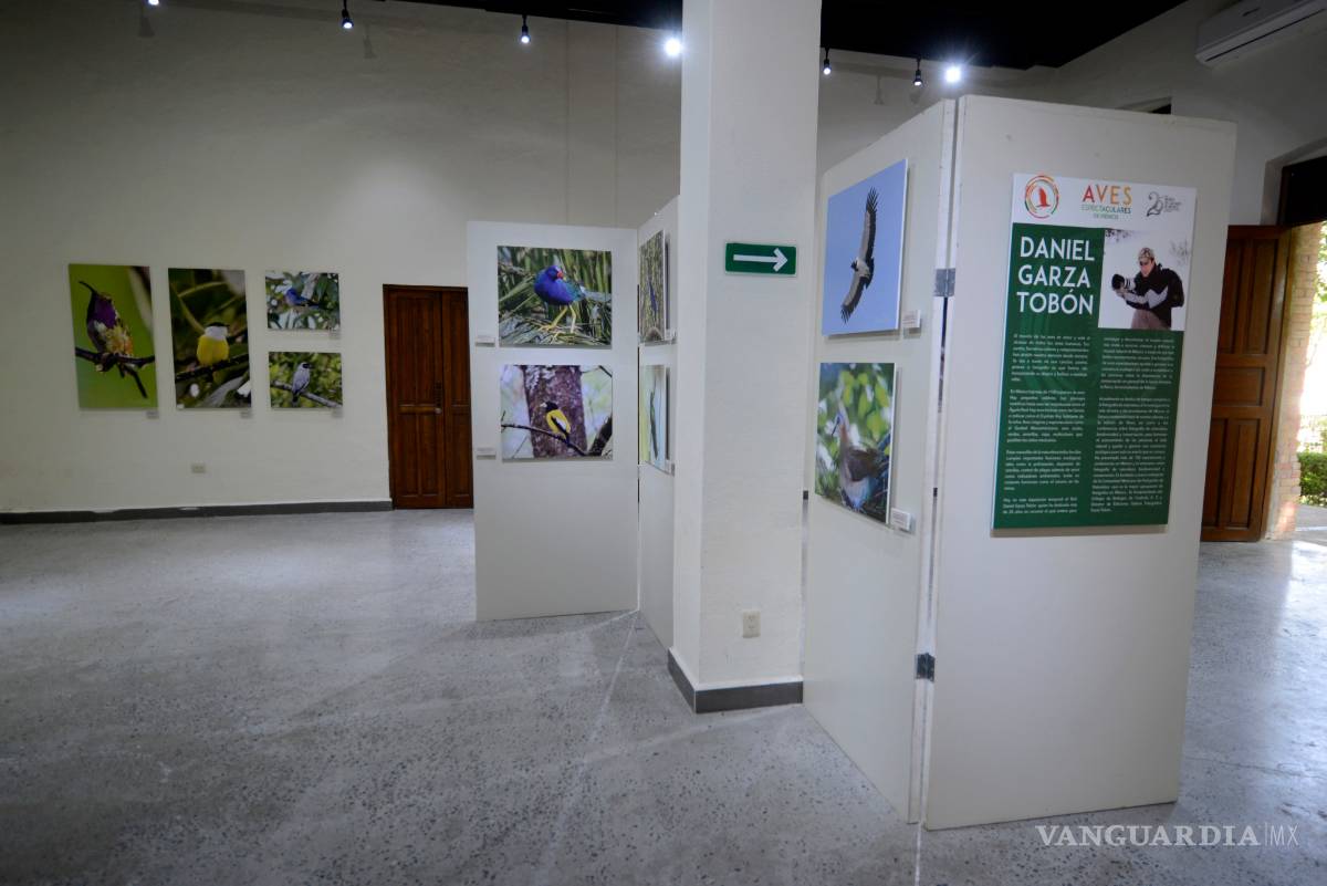 $!Muestra 'Aves de México' evidencia el colorido mosaico que esta especie crea en nuestro país