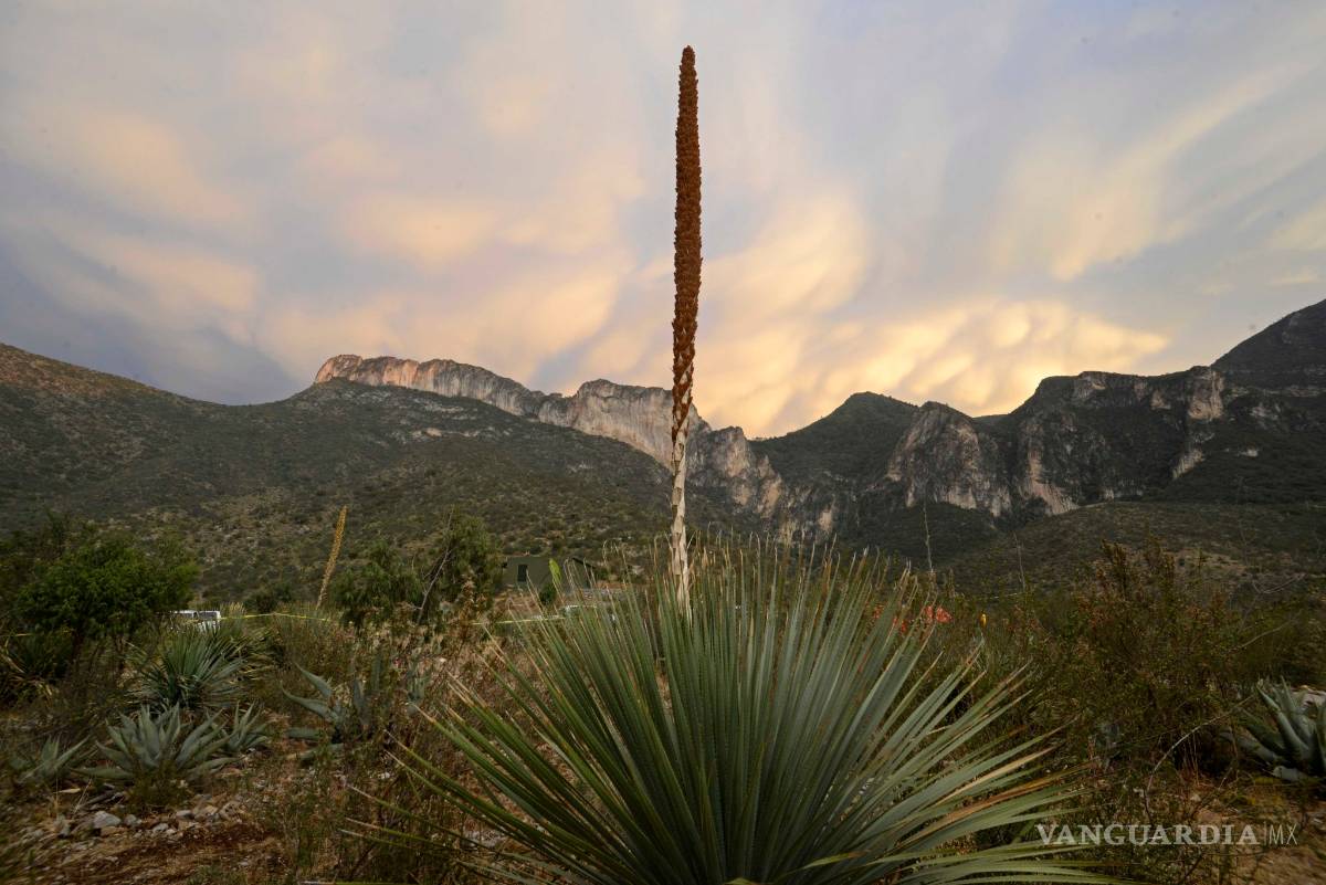 $!Se apaga por completo incendio en Sierra de Zapalinamé, anuncia Gobierno de Coahuila