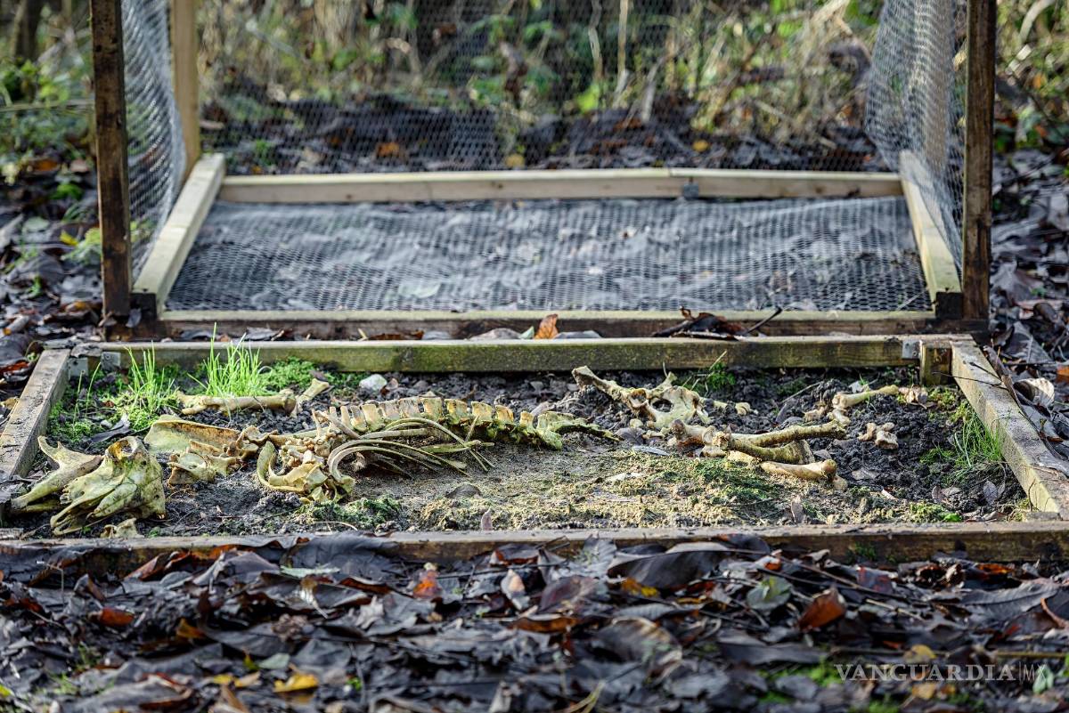 $!Cadáver de oveja expuesto a la intemperie.